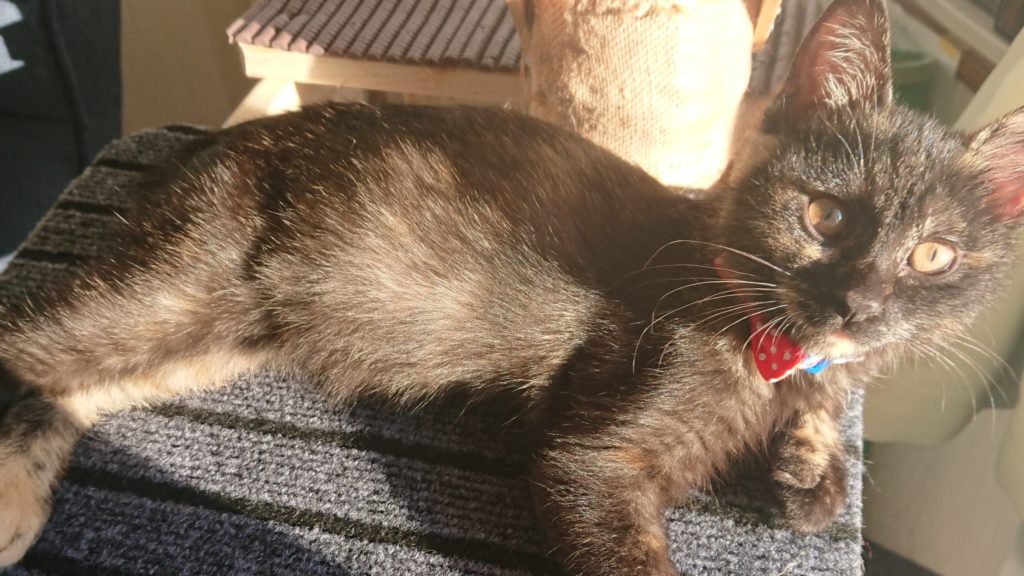 サビ猫「くー」