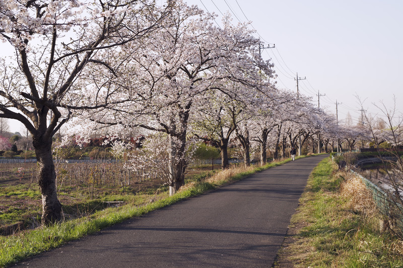 桜並木とアスファルト
