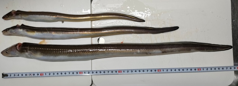 捌く前のアナゴ