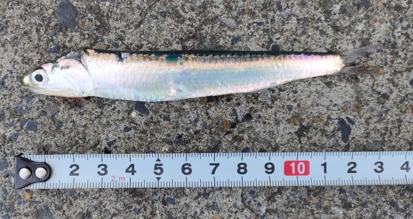 カタクチイワシ