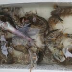シャコ釣り