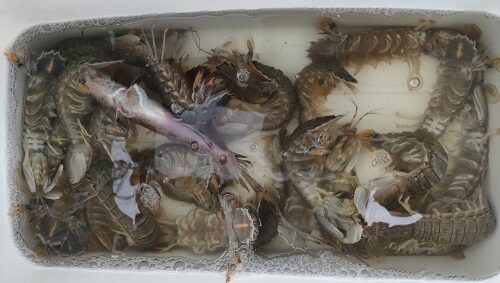 シャコ釣り