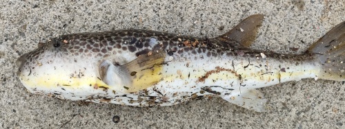 ショウサイフグ？