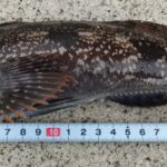 アイナメ27cm
