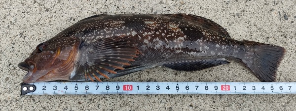アイナメ27cm