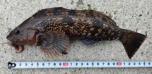 アイナメ27cm