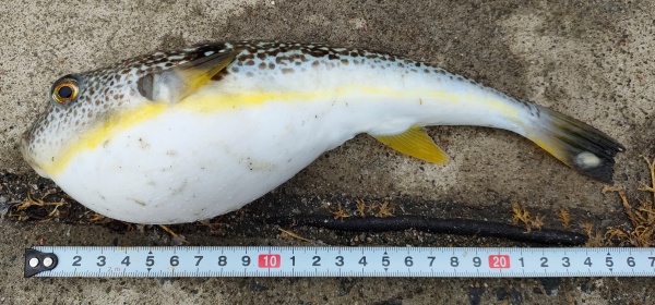 ショウサイフグ？