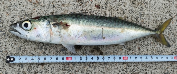サバ約29cm