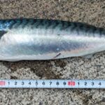 サバ約34cm