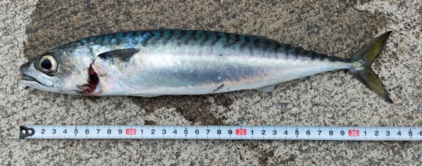 サバ約34cm