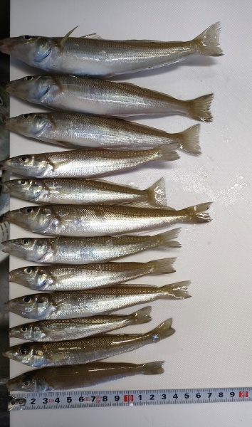 キス釣果