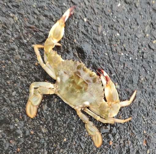 カニ