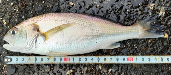 イシモチ25cm