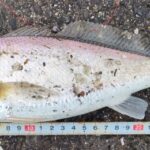イシモチ29cm