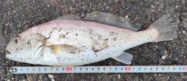 イシモチ29cm