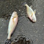 イシモチ２連