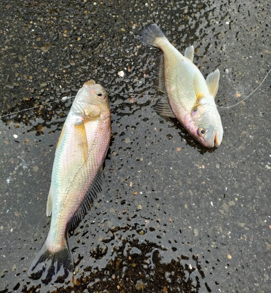 イシモチ２連