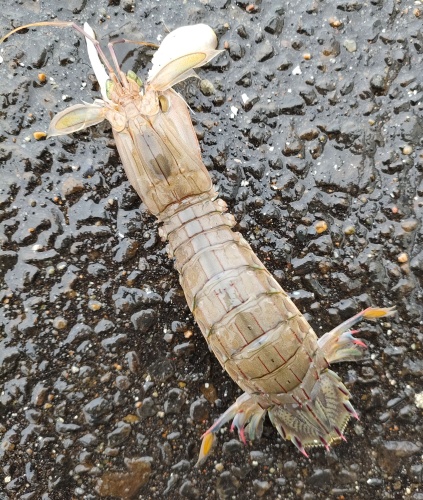 シャコ