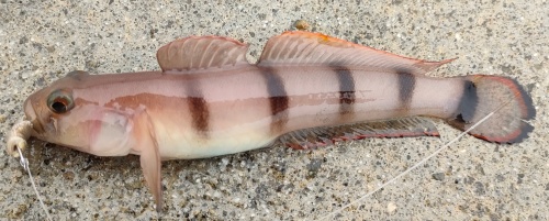 リュウグウハゼ