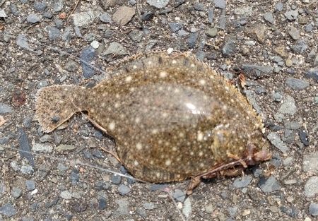 カレイ