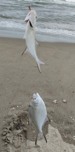 コバンアジ幼魚