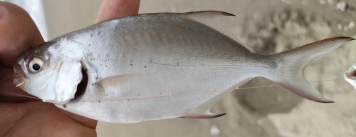 コバンアジ幼魚