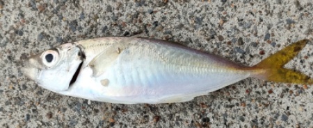 アジ